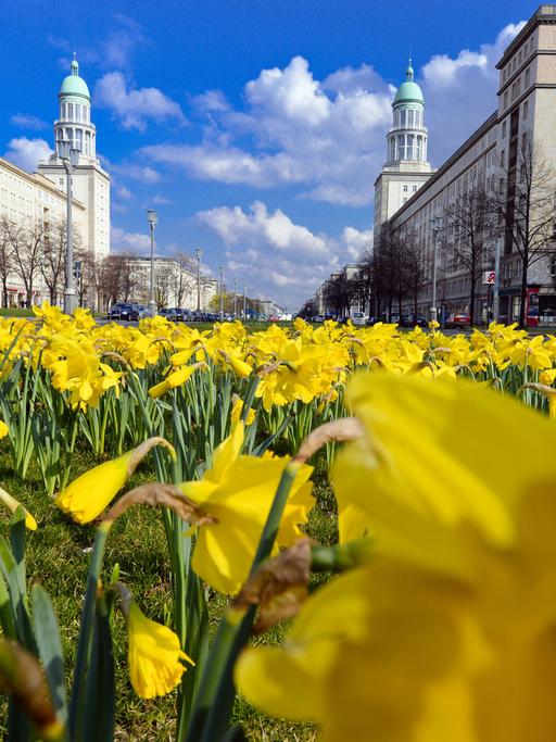 Narzissen blühen am 30.03.2014 auf dem Mittelstreifen der Karl-Marx-Allee in Berlin. Im Hintergrund stehen die Wohntürme am Frankfurter Tor.