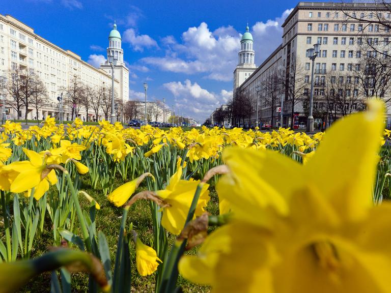 Narzissen blühen am 30.03.2014 auf dem Mittelstreifen der Karl-Marx-Allee in Berlin. Im Hintergrund stehen die Wohntürme am Frankfurter Tor.
