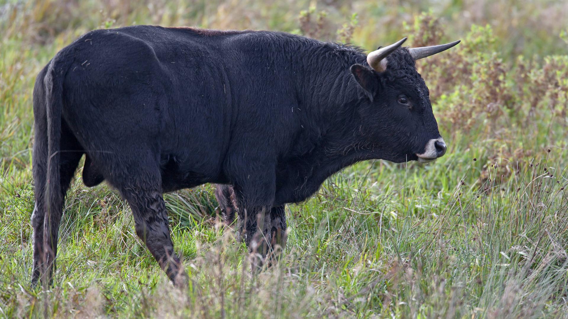 Auerochsen-Rückzüchtung: Bulle auf einer Weide in Schleswig-Holstein Auerochsen-Rückzüchtung: Bulle auf einer Weide in Schleswig-Holstein