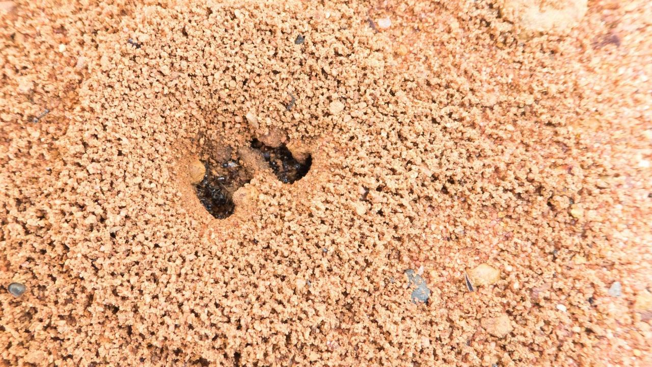Krabbelnde Notfallhelfer - Termiten schützen Tropenwälder bei