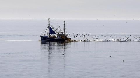 Möwen fliegen hinter einem Fischkutter und seinen Netzen vor der Nordseeinsel Amrum.