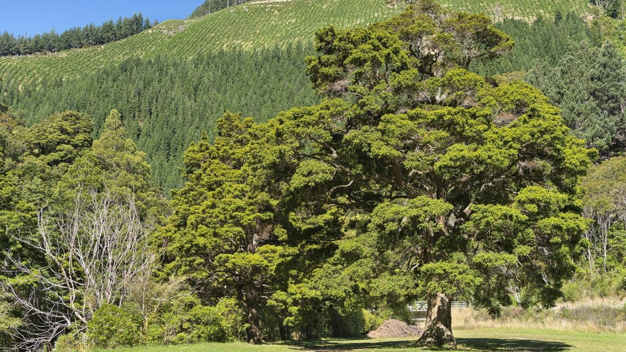 Totara-Baum in Neuseeland. Totara-Baum in Neuseeland.