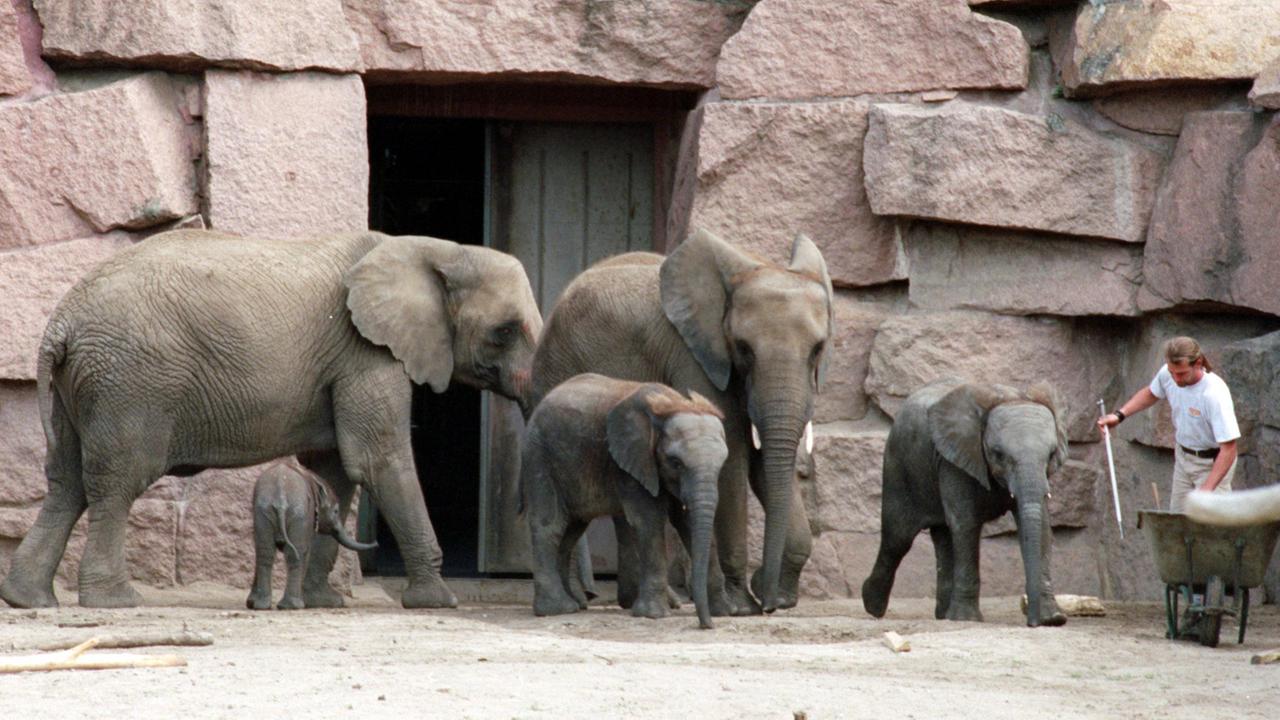 Elefanten im Tierpark Berlin Elefanten im Tierpark Berlin
