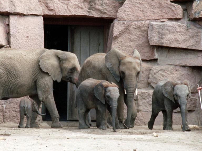 Elefanten im Tierpark Berlin