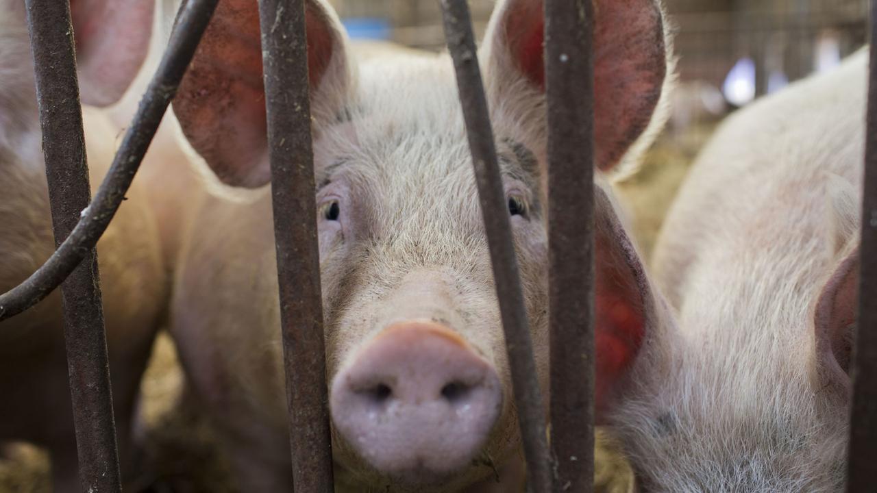 Ein Landschweine schaut in seiner luftigen Stallung auf dem Gut Klepelshagen der Deutschen Wildtierstiftung in Klepelshagen durch Gitterstäbe. Ein Landschweine schaut in seiner luftigen Stallung auf dem Gut Klepelshagen der Deutschen Wildtierstiftung in Klepelshagen durch Gitterstäbe.