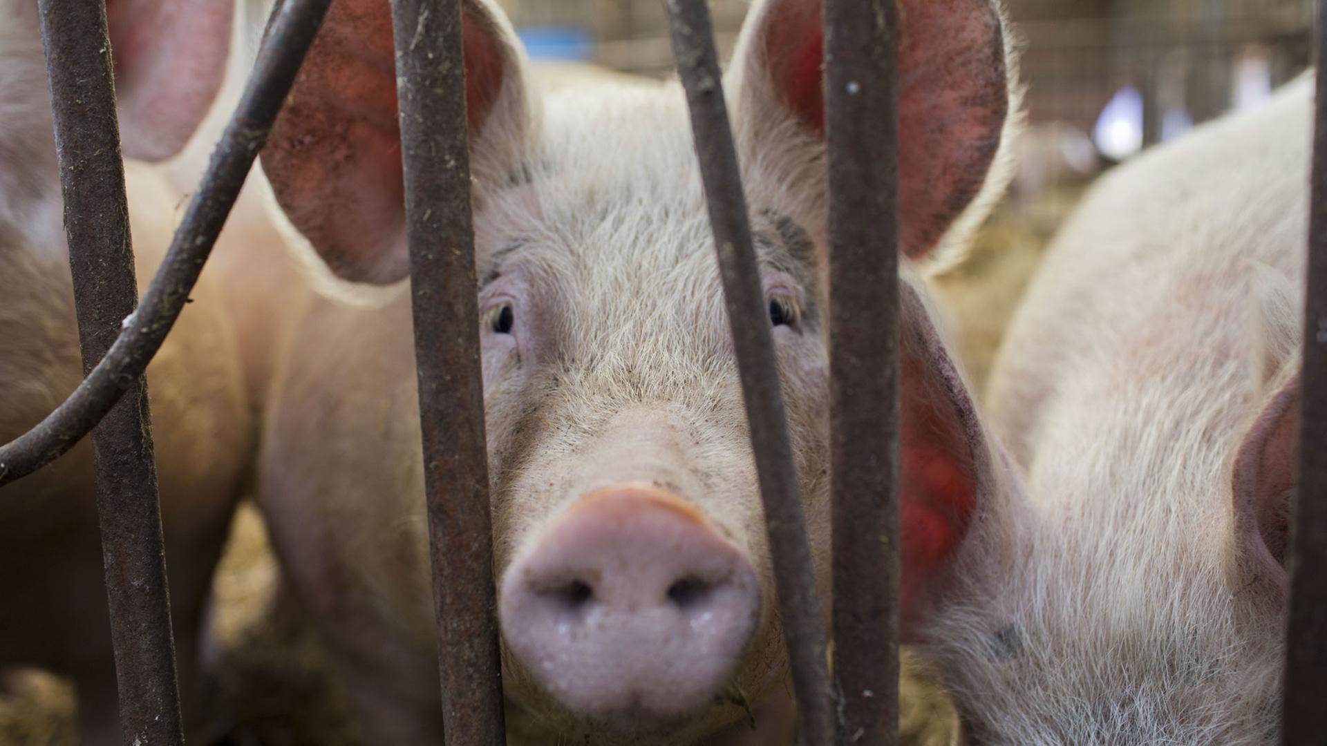Schweine in der Schweinezucht und -mast Schweine in der Schweinezucht und -mast
