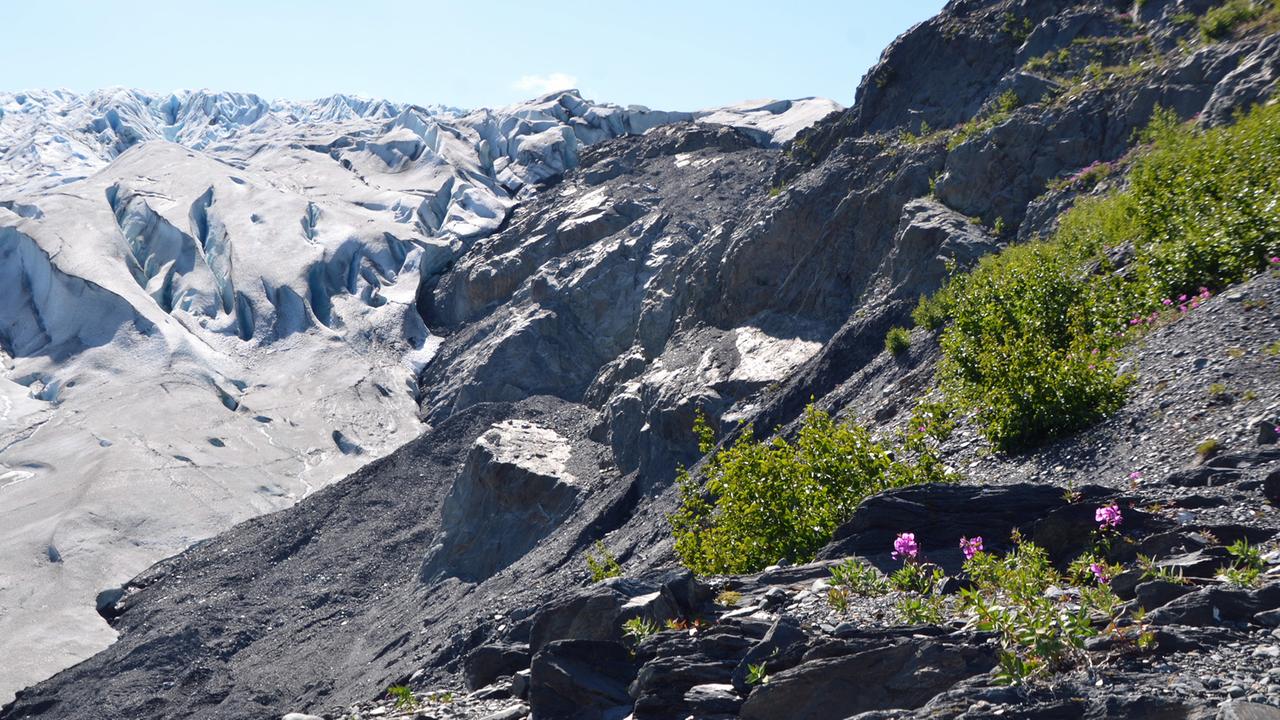 Weidenröschen im Gletschergebiet: eine Pflanze als Katastrophenindikator