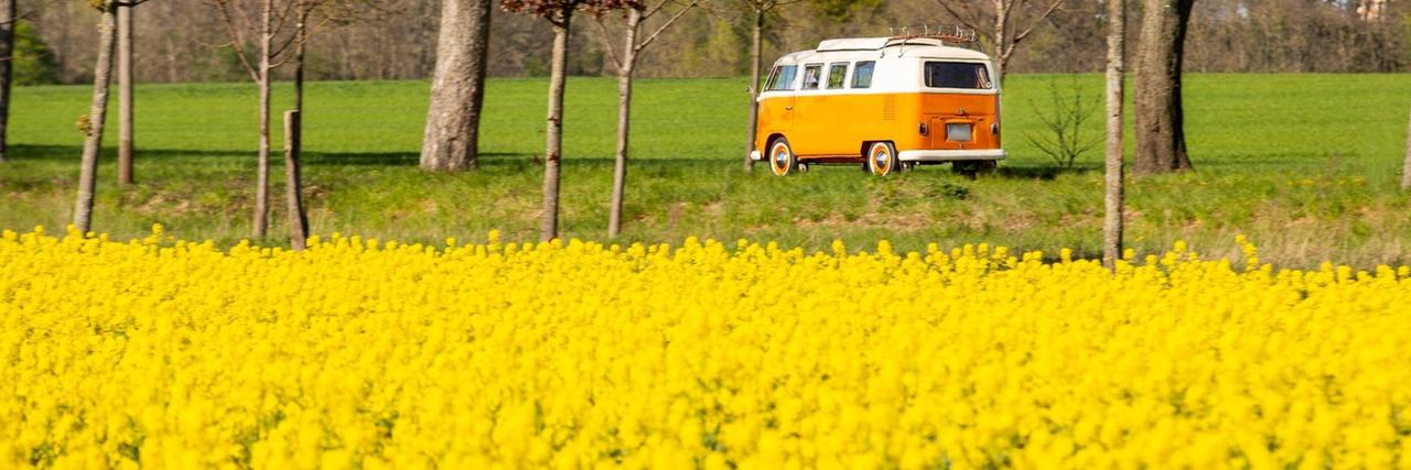 Ein VW-Bus T 2 fährt hinter einem blühenden Rapsfeld vorbei. Ein VW-Bus T 2 fährt hinter einem blühenden Rapsfeld vorbei.