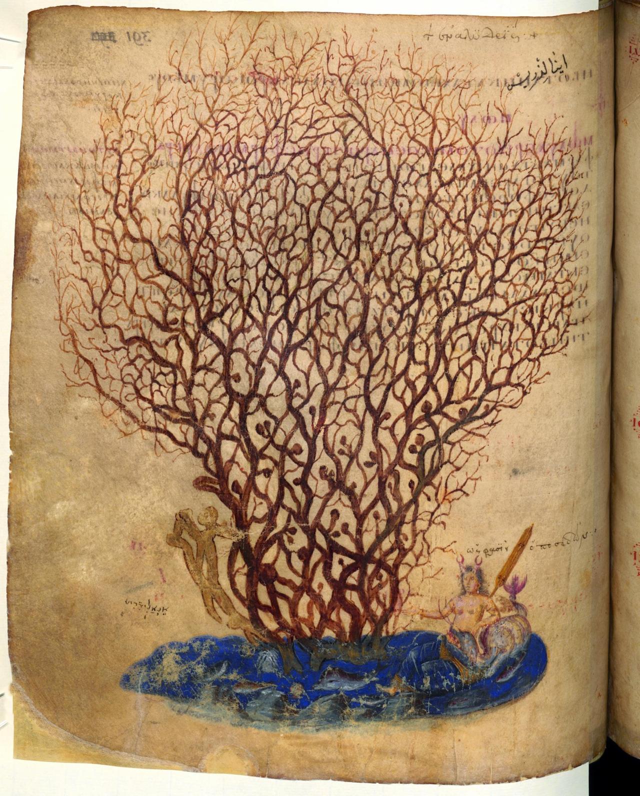 Koralle, Carmen de viribus herbarum (griechisch), Sog. Wiener DioskuridesKonstantinopel, vor 512. Koralle, Carmen de viribus herbarum (griechisch), Sog. Wiener DioskuridesKonstantinopel, vor 512.