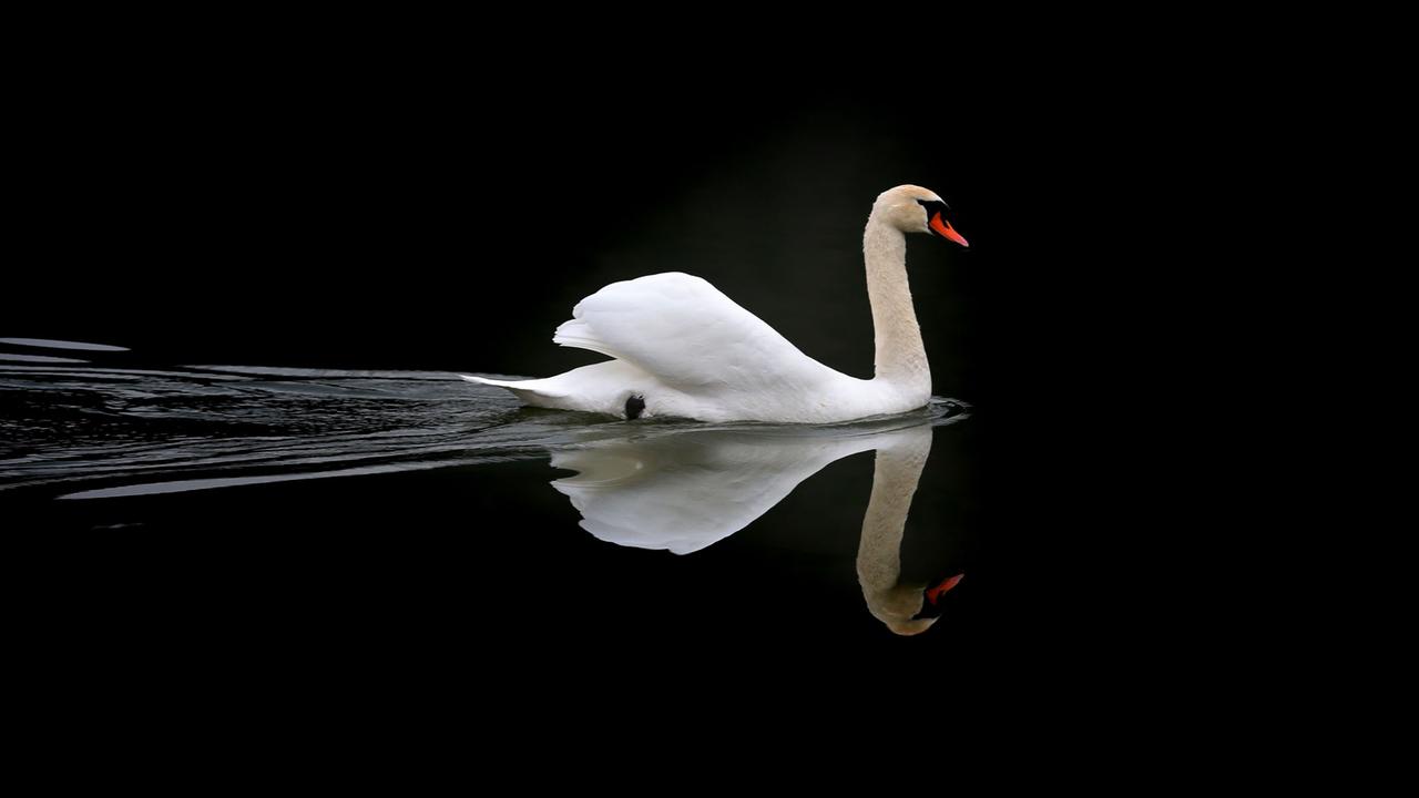 Ein Schwan spiegelt sich am 05.04.2016 auf dem Wasser des Weißensees bei Füssen (Bayern). Ein Schwan spiegelt sich am 05.04.2016 auf dem Wasser des Weißensees bei Füssen (Bayern).
