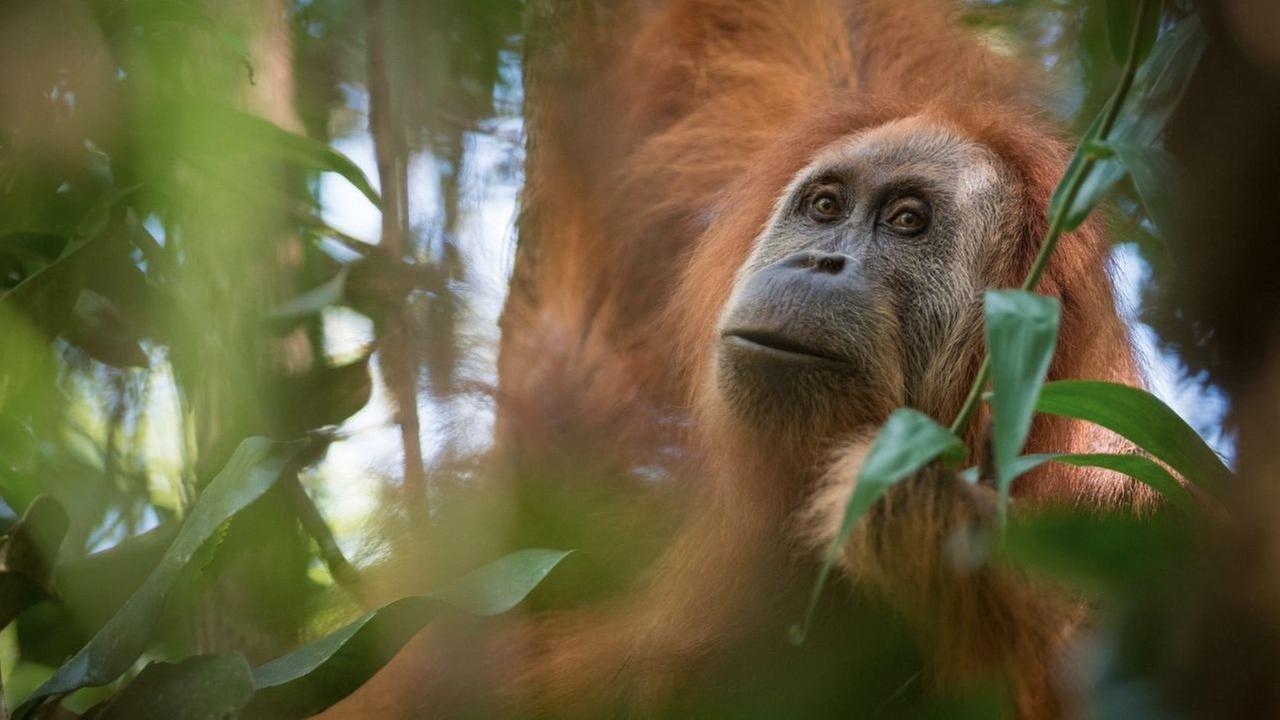 Ein Tier der neu entdeckten Orang-Utan-Art Pongo tapanuliensis hängt in der undatierten Aufnahme auf indonesischen Insel Sumatra in einem Baum. Ein Tier der neu entdeckten Orang-Utan-Art Pongo tapanuliensis hängt in der undatierten Aufnahme auf indonesischen Insel Sumatra in einem Baum.