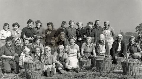 Belegschaft und Lehrlinge eines landwirtschaftlichen Betriebes nach der Zwiebelernte in Gaensefurth, aufgenommen 1956.
