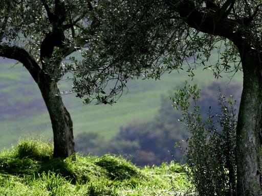Blick auf Olivenbäume in der Toskana, aufgenommen im Oktober 2005.
