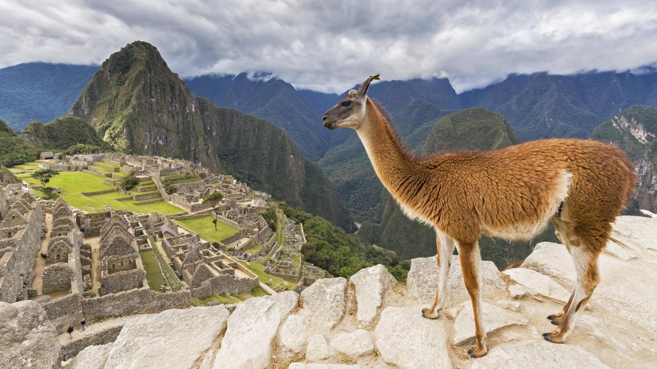 Lama vor der Ruinenstadt Machu Picchu und dem Berg Huayna Picchu 