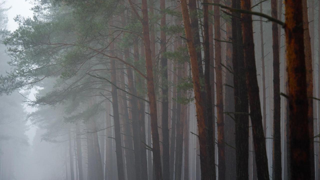Ein Kiefernwald im Nebel. 