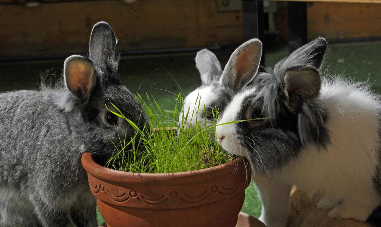 Kaninchen im Aussengehege Kaninchen im Aussengehege