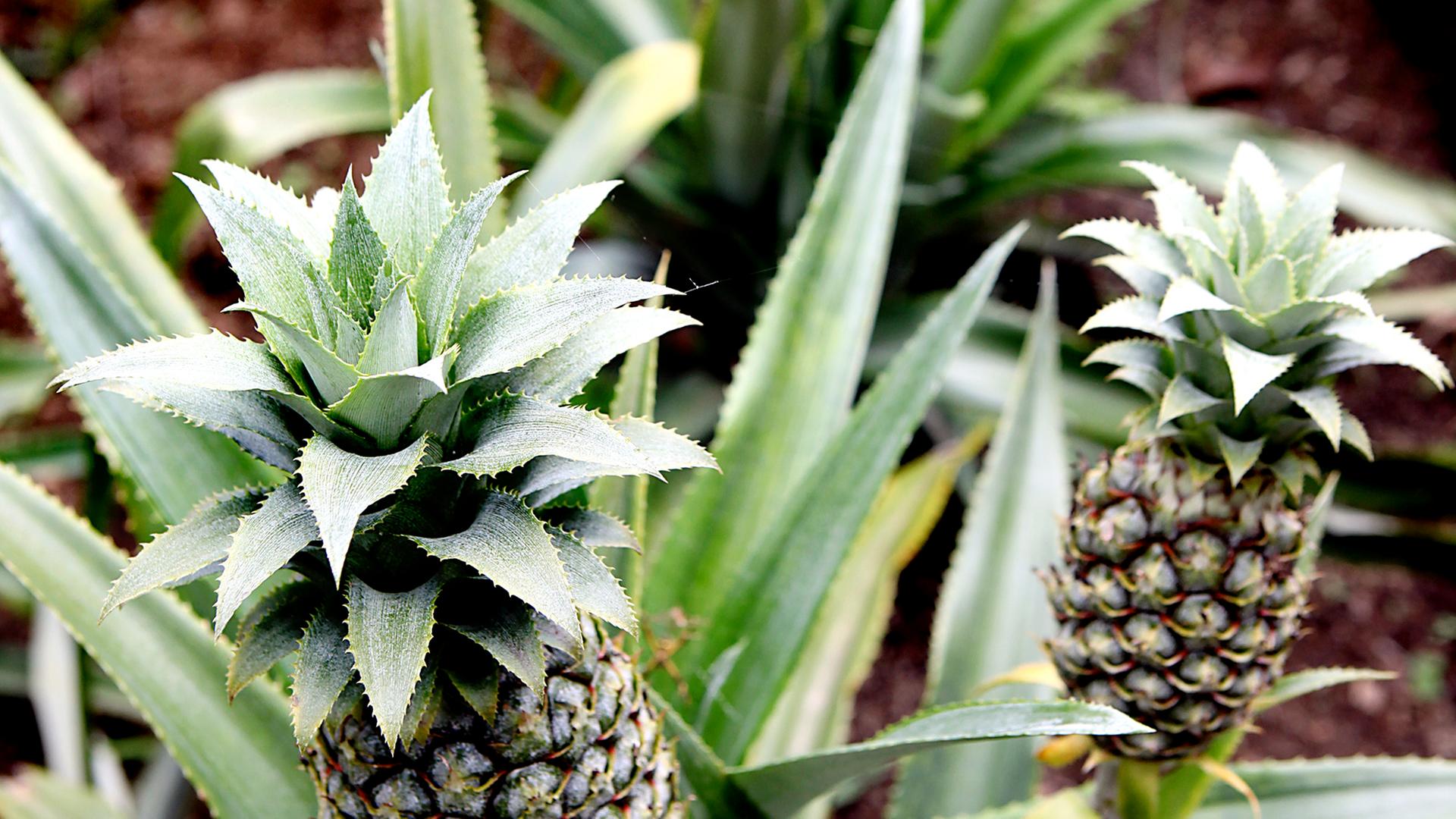 Eine Ananasplantage im Süden von Kolumbien. Junge Ananas wachsen heran. Eine Ananasplantage im Süden von Kolumbien. Junge Ananas wachsen heran.