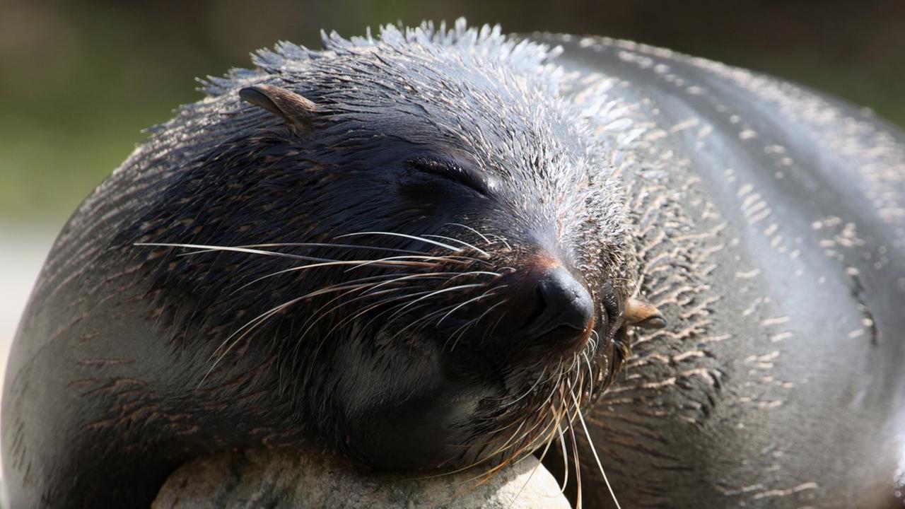 Ein südlicher Seebär nimmt ein Sonnenbad Ein südlicher Seebär nimmt ein Sonnenbad