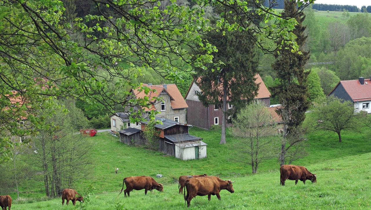 Rinder auf einer Wiese am Ort Sorge im Harz, der in unmittelbarer Nähe der innerdeutschen Grenze und damit bis Anfang 1990 im militärischen Sperrgebiet lag. Rinder auf einer Wiese am Ort Sorge im Harz, der in unmittelbarer Nähe der innerdeutschen Grenze und damit bis Anfang 1990 im militärischen Sperrgebiet lag.