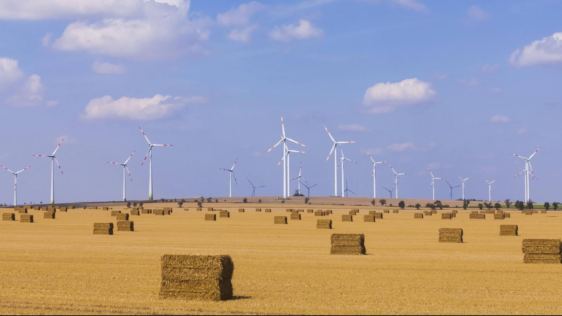 Ein Feld in Sachsen-Anhalt nach der Ernte. Im Hintergrund stehen Windräder. Ein Feld in Sachsen-Anhalt nach der Ernte. Im Hintergrund stehen Windräder.