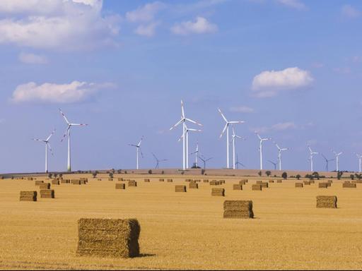 Ein Feld in Sachsen-Anhalt nach der Ernte. Im Hintergrund stehen Windräder.