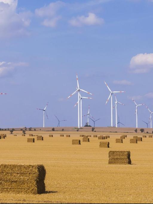 Ein Feld in Sachsen-Anhalt nach der Ernte. Im Hintergrund stehen Windräder.