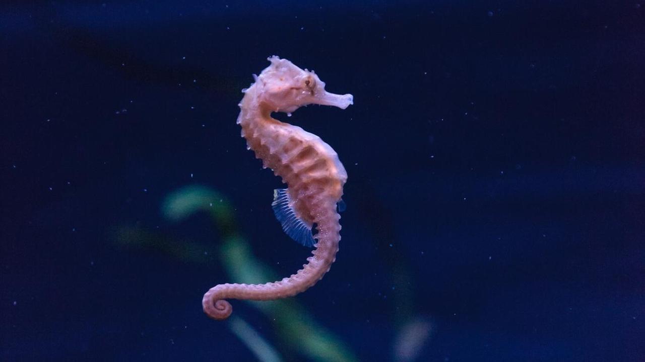 Ein Seepferdchen (Hippocampus kuda), ein im Indopazifik beheimatetes Seepferdchen. Ein Seepferdchen (Hippocampus kuda), ein im Indopazifik beheimatetes Seepferdchen.