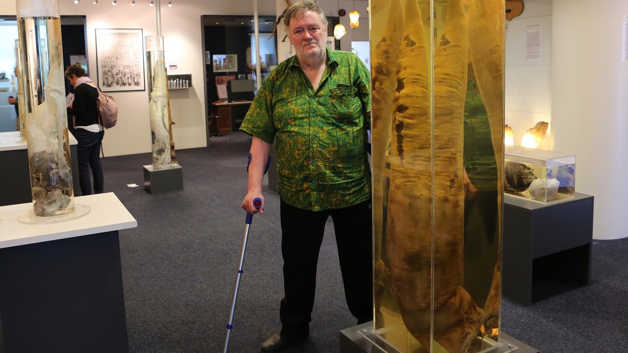 Der Sammler und Museumsgründer Sigurður Hjartarson steht neben seinem größten Exemplar, dem Phallus eines Pottwals.