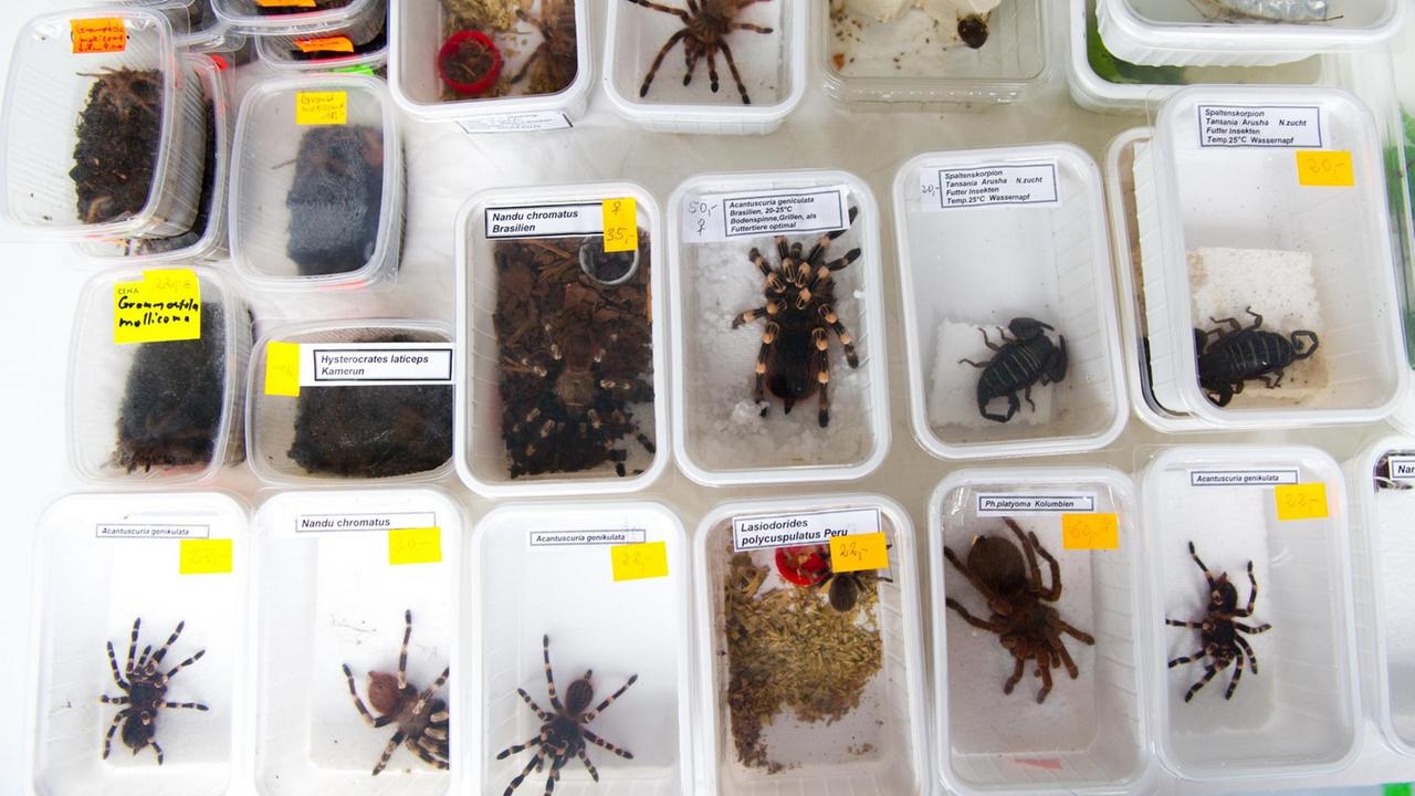 Vogelspinnen in Plastikdosen auf einer Terrarienbörse. Vogelspinnen in Plastikdosen auf einer Terrarienbörse.