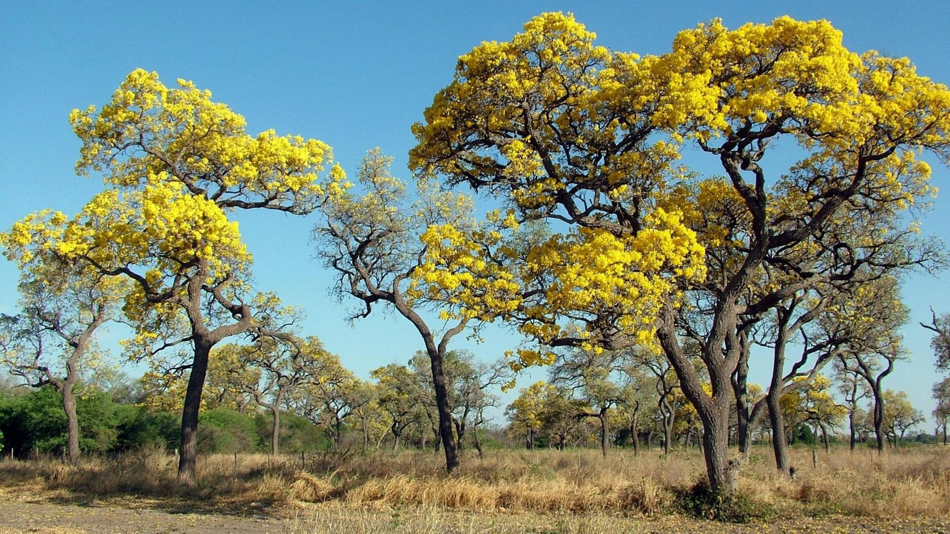 Partodobäume (Tabebuia caraiba) stehen auf trockenem Gras in Gran Chaco in Paraguay. Partodobäume (Tabebuia caraiba) stehen auf trockenem Gras in Gran Chaco in Paraguay.