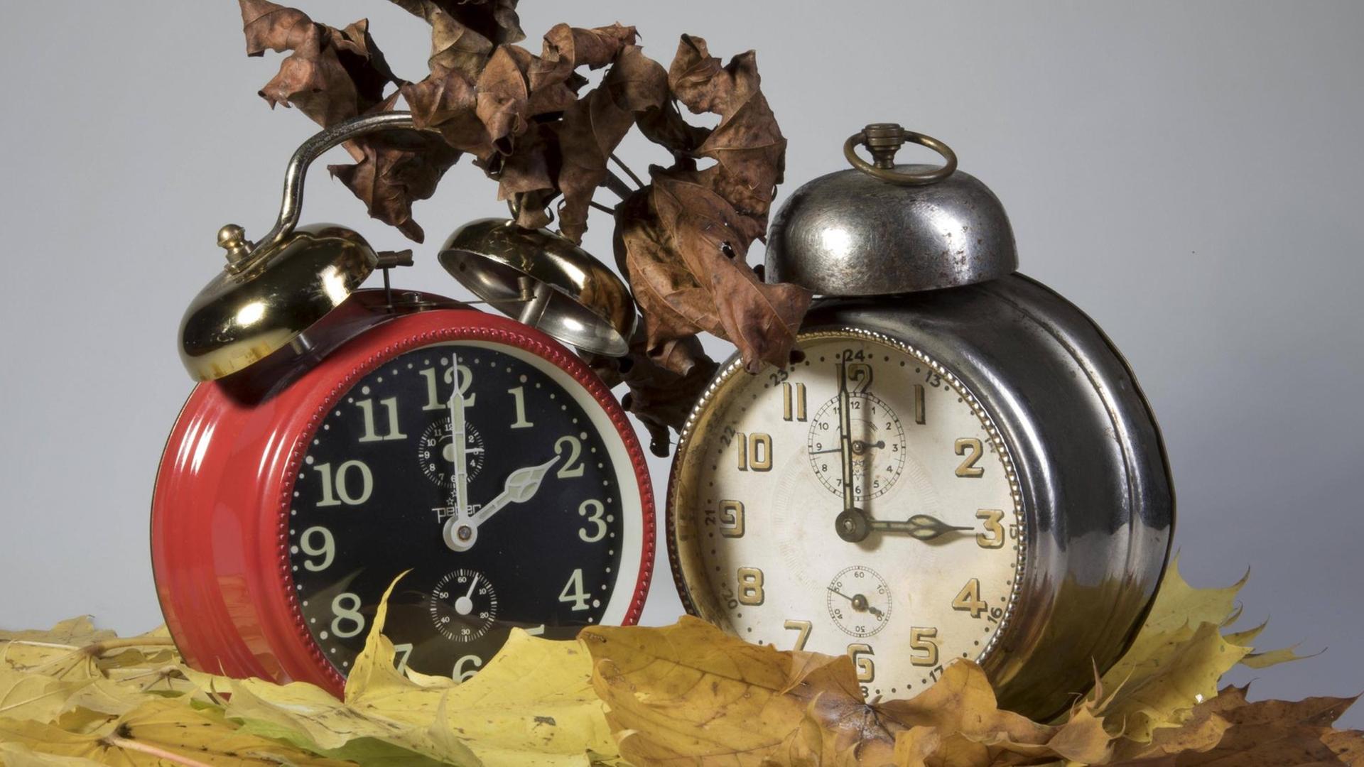 Zwei Wecker stehen im Herbstlaub Zwei Wecker stehen im Herbstlaub