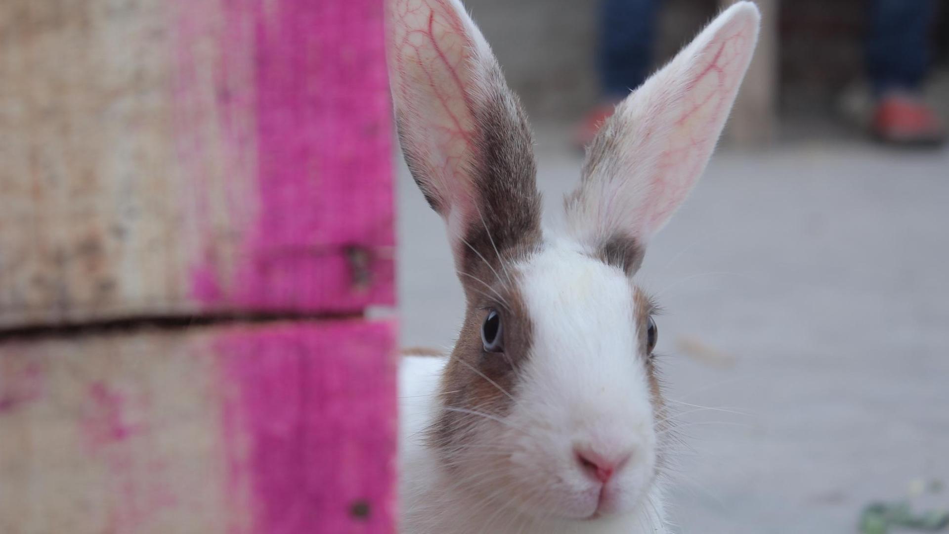 Ein Kaninchen schaut mit großen Augen um eine Ecke.
