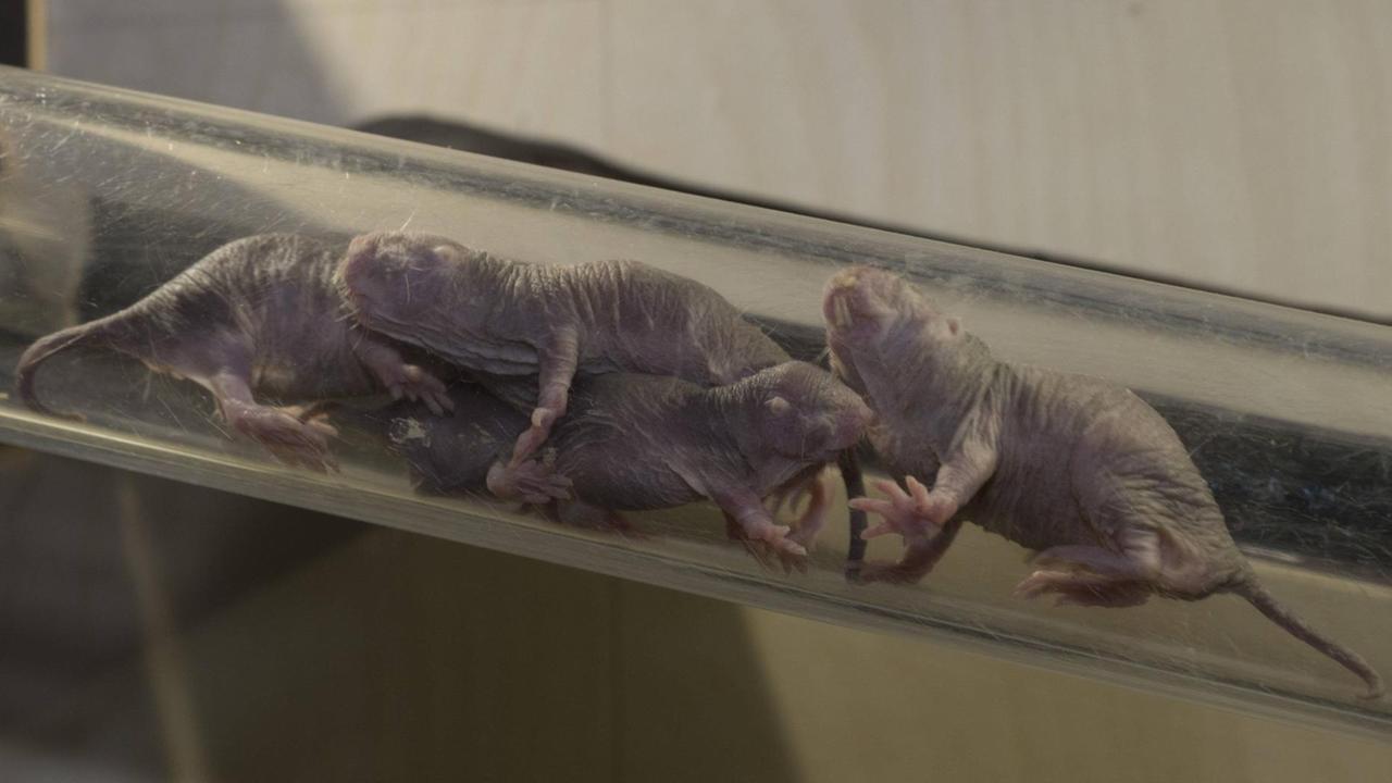 Nacktmulle im Tierpark Berlin - damit man die Tiere beobachten kann, sind die Gangröhren in ihrem Terrarium aus Plexiglas Nacktmulle im Tierpark Berlin - damit man die Tiere beobachten kann, sind die Gangröhren in ihrem Terrarium aus Plexiglas