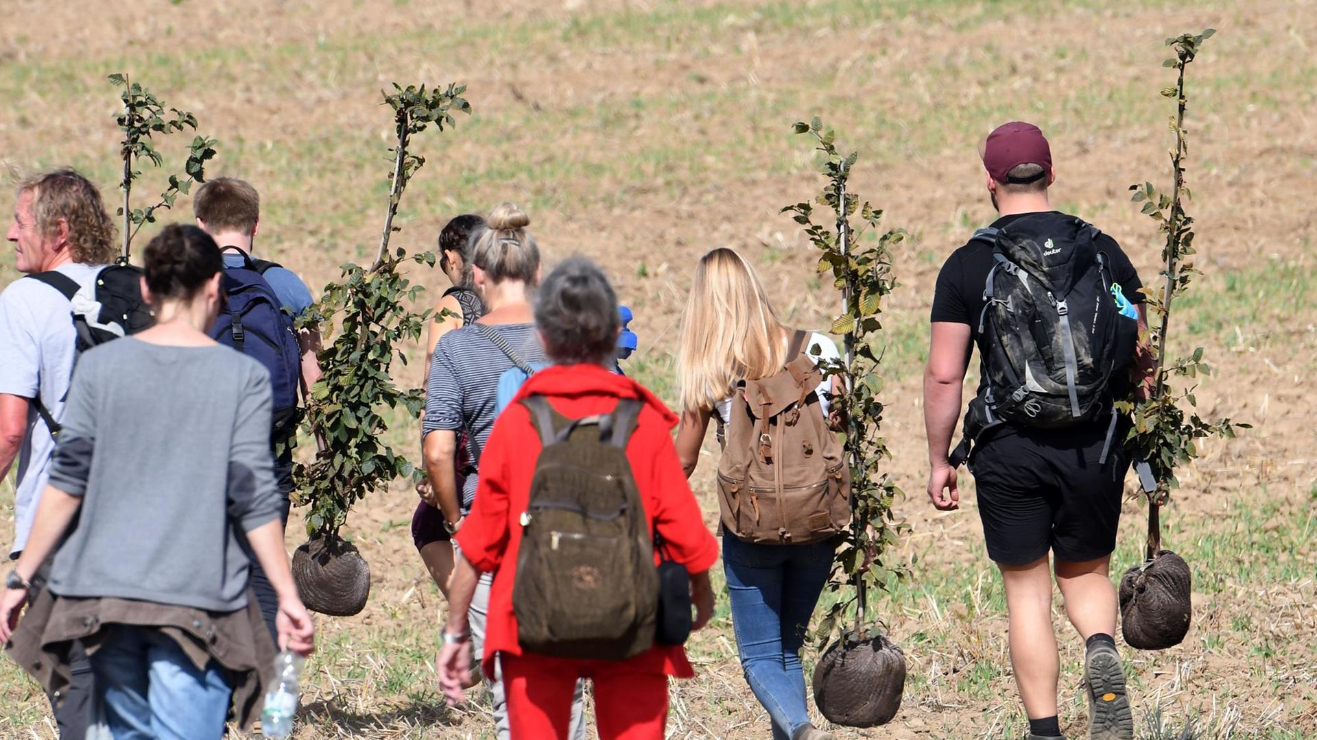 Teilnehmer einer Demonstration am Hambacher Forst tragen Baumsetzlinge, die sie auf dem gerodeten Teil des Forstes anpflanzen wollen.