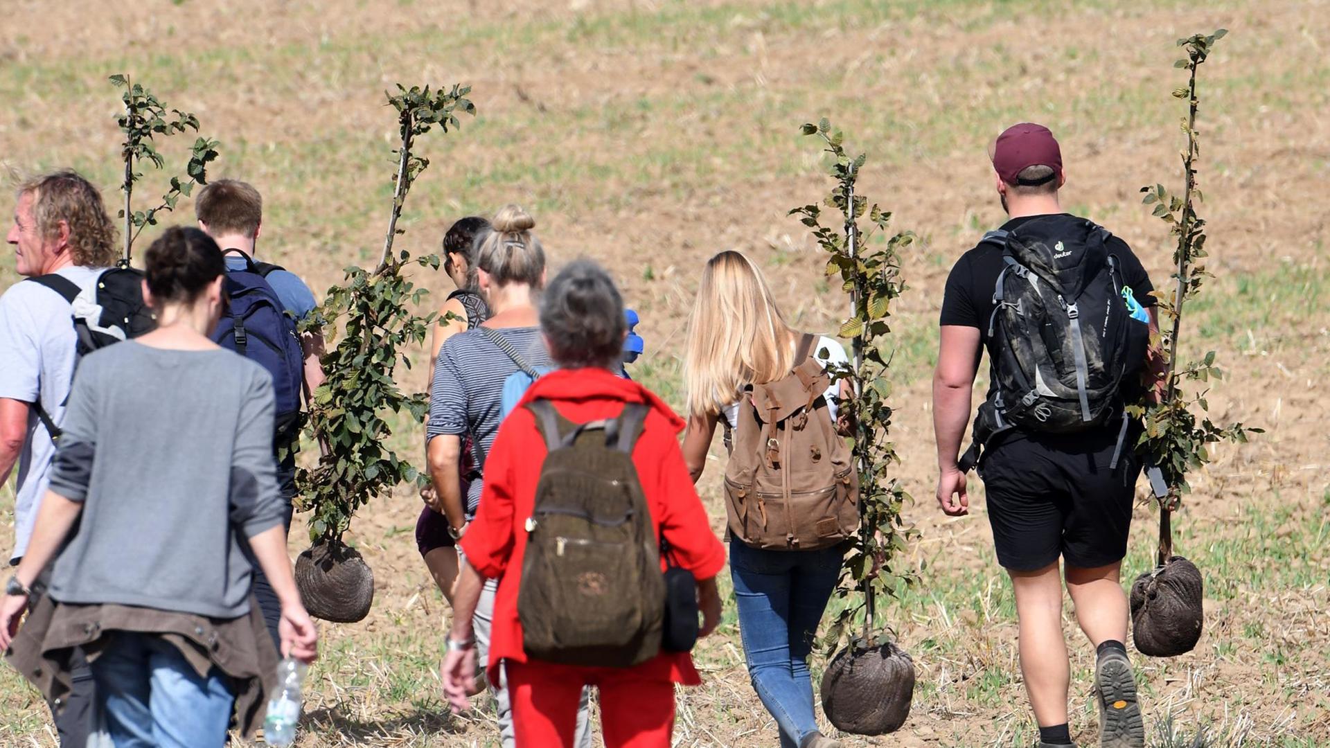 Teilnehmer einer Demonstration am Hambacher Forst tragen Baumsetzlinge, die sie auf dem gerodeten Teil des Forstes anpflanzen wollen. Teilnehmer einer Demonstration am Hambacher Forst tragen Baumsetzlinge, die sie auf dem gerodeten Teil des Forstes anpflanzen wollen.