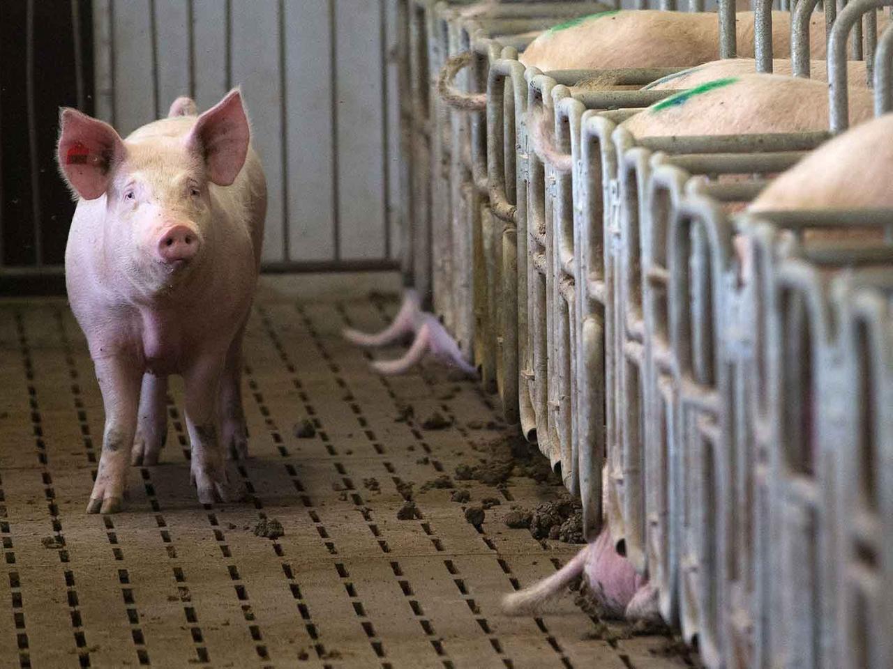 Eine Zuchtsau steht am in einem Schweinemastbetrieb vor ihrer Box.