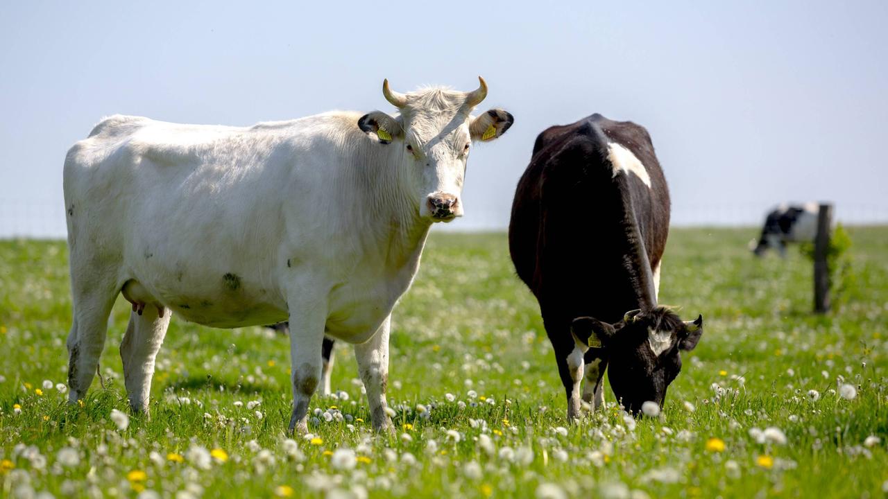 Grasende Kühe stehen in Brandenburg auf einer Weide.
