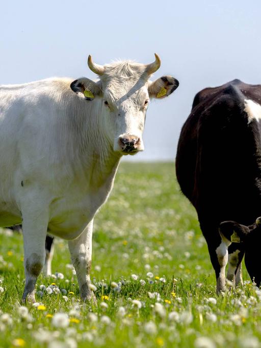 Grasende Kühe stehen in Brandenburg auf einer Weide.