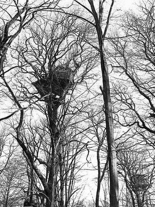 Serie "Die Todgeweihten – Bäume aus dem Hambacher Forst". Gezeigt wird eine Auswahl von ca. 50 Schwarz-Weiß-Photographien
