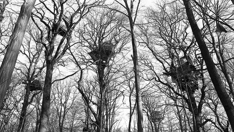 Serie "Die Todgeweihten – Bäume aus dem Hambacher Forst". Gezeigt wird eine Auswahl von ca. 50 Schwarz-Weiß-Photographien Serie "Die Todgeweihten – Bäume aus dem Hambacher Forst". Gezeigt wird eine Auswahl von ca. 50 Schwarz-Weiß-Photographien