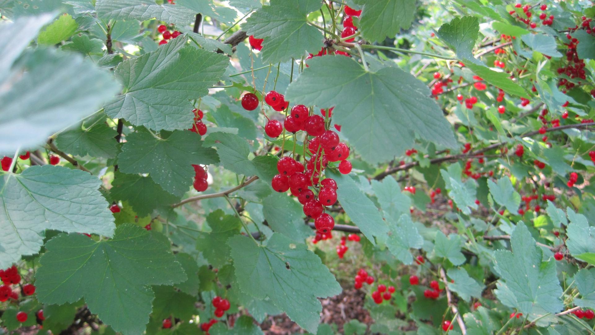 Johannisbeere Johannisbeere