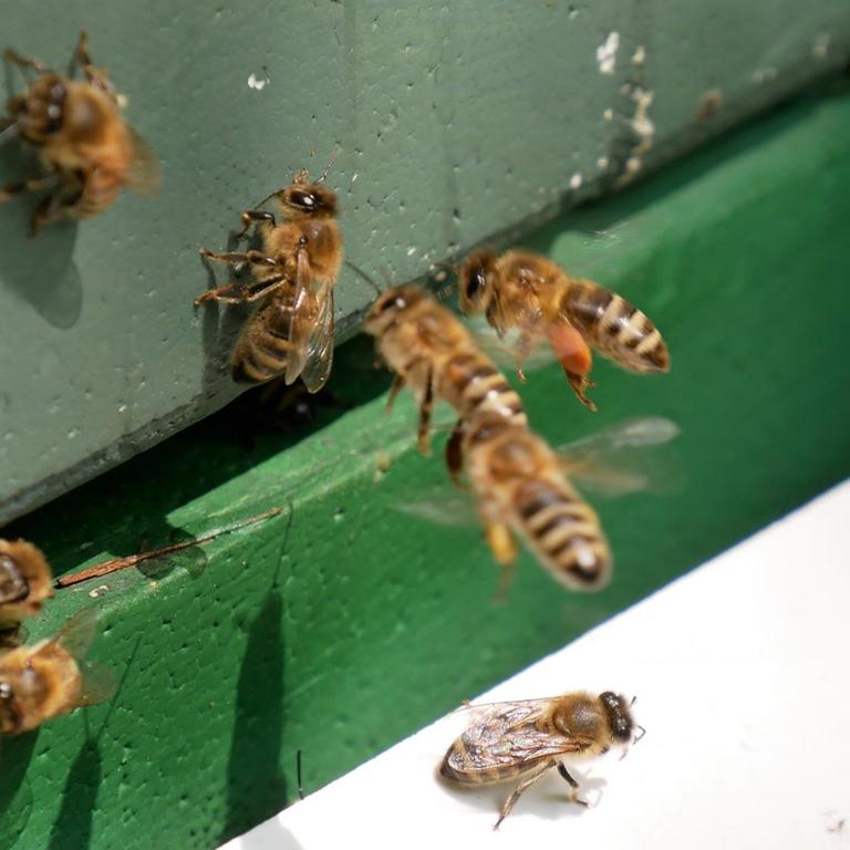 Bienen fliegen in einen Bienenstock.