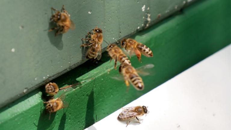 Bienen fliegen in einen Bienenstock.