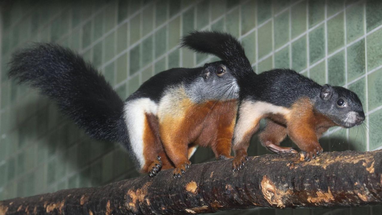 Schönhörnchen-Junges und Elterntier im Tropenaffenhaus des Berliner Zoos 