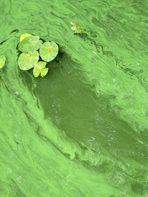 Ein Algenteppich schwimmt auf der Havel, die sich grün verfährbt hat.