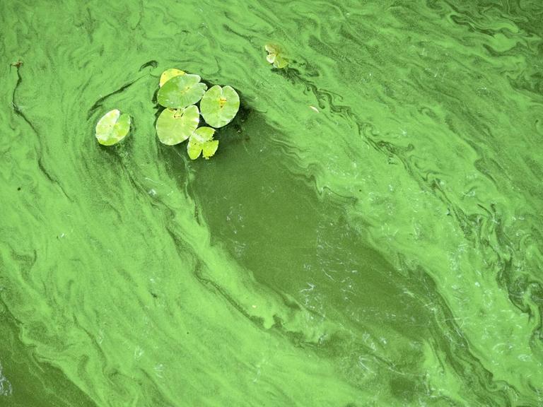 Ein Algenteppich schwimmt auf der Havel, die sich grün verfährbt hat.