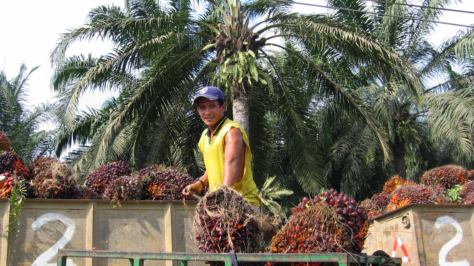 Ein Arbeiter auf einer Ölpalm-Plantage südlich von Quepos in Costa Rica (Provinz Puntarenas) beim Verladen von geernteten Früchten der Ölpalmen von einem Karren auf einen Lastwagen zum Abtransport in die Ölmühle. Ein Arbeiter auf einer Ölpalm-Plantage südlich von Quepos in Costa Rica (Provinz Puntarenas) beim Verladen von geernteten Früchten der Ölpalmen von einem Karren auf einen Lastwagen zum Abtransport in die Ölmühle.