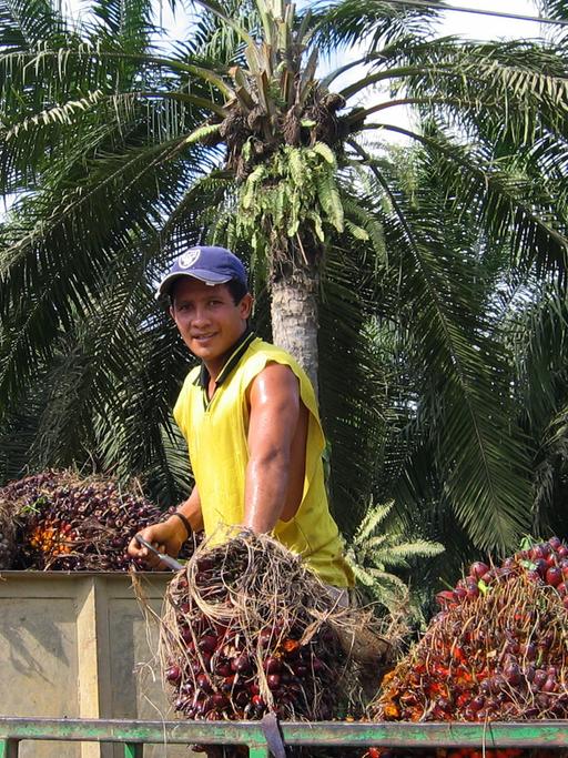 Ein Arbeiter auf einer Ölpalm-Plantage südlich von Quepos in Costa Rica (Provinz Puntarenas) beim Verladen von geernteten Früchten der Ölpalmen von einem Karren auf einen Lastwagen zum Abtransport in die Ölmühle.