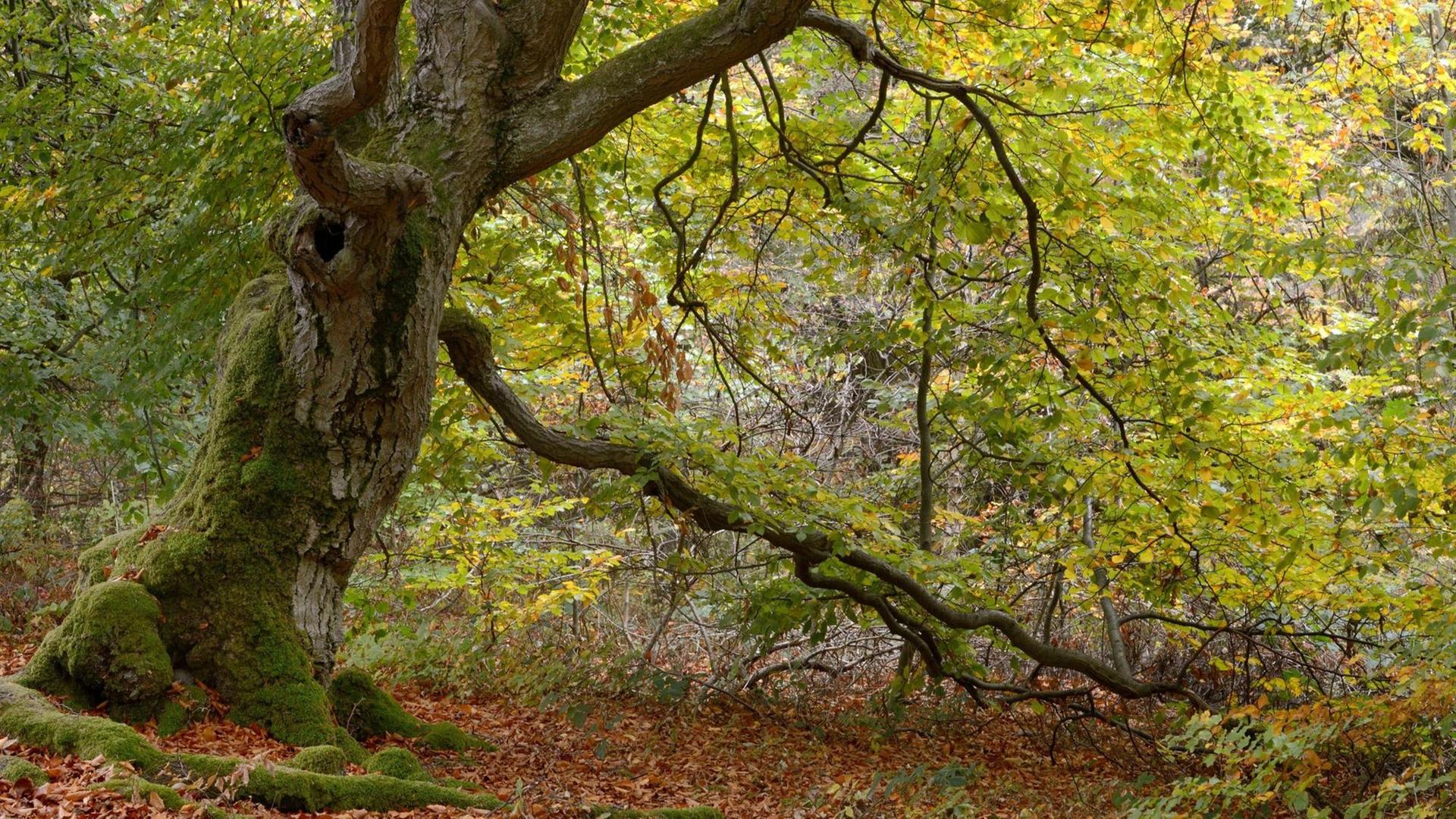 Alte Hutebuche (Fagus sylvatica) im Naturpark Kellerwald-Edersee in Hessen. Alte Hutebuche (Fagus sylvatica) im Naturpark Kellerwald-Edersee in Hessen.