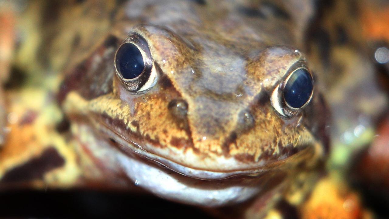 Ein Grasfrosch sitzt am 15.03.2014 bei Petersthal (Bayern) auf einem Waldboden. Im März beginnt die Zeit der Krötenwanderung. Die Tiere machen sich auf den Weg zu ihren Laichplätzen. Ein Grasfrosch sitzt am 15.03.2014 bei Petersthal (Bayern) auf einem Waldboden. Im März beginnt die Zeit der Krötenwanderung. Die Tiere machen sich auf den Weg zu ihren Laichplätzen.